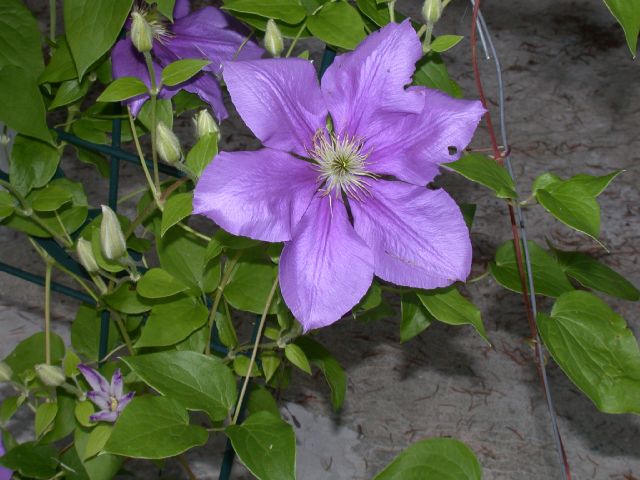 Ranunculaceae Clematis 
