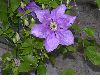 image of Clematis 