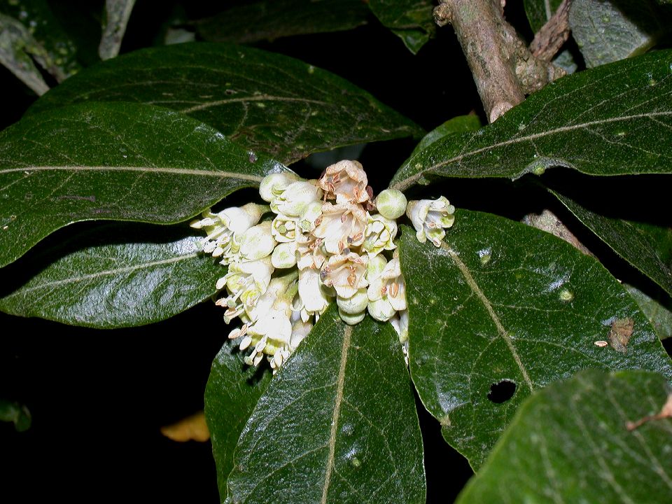 Solanaceae Acnistus arborescens