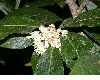 image of Acnistus arborescens