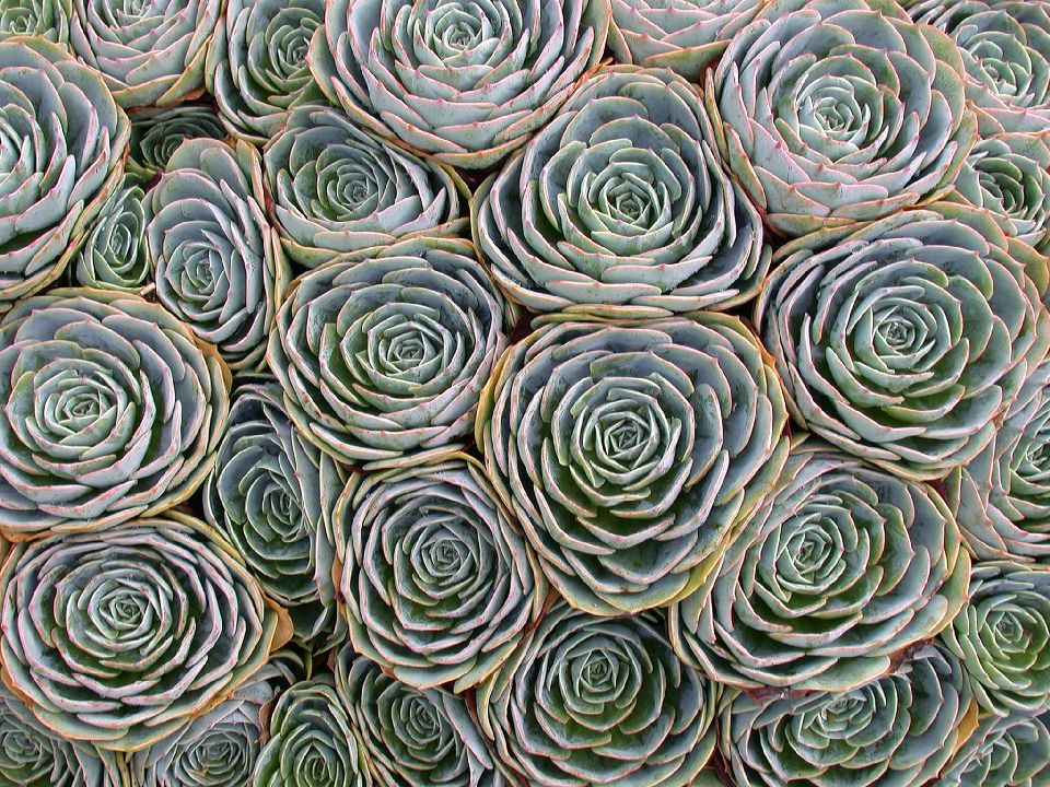 Crassulaceae Echeveria 