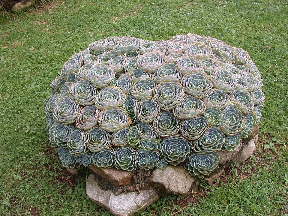 Crassulaceae Echeveria 