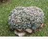 image of Echeveria 