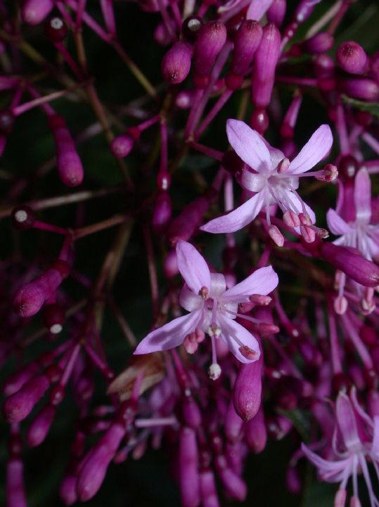Onagraceae Fuchsia 