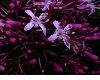 image of Fuchsia 