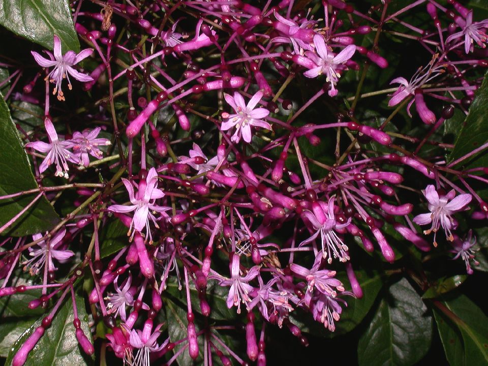 Onagraceae Fuchsia 