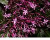 image of Fuchsia 