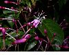 image of Fuchsia 