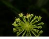 image of Hydrocotyle umbellata