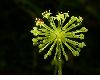 image of Hydrocotyle umbellata