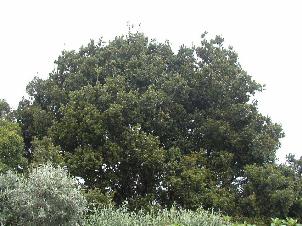Fagaceae Quercus costaricensis