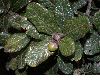 image of Quercus costaricensis