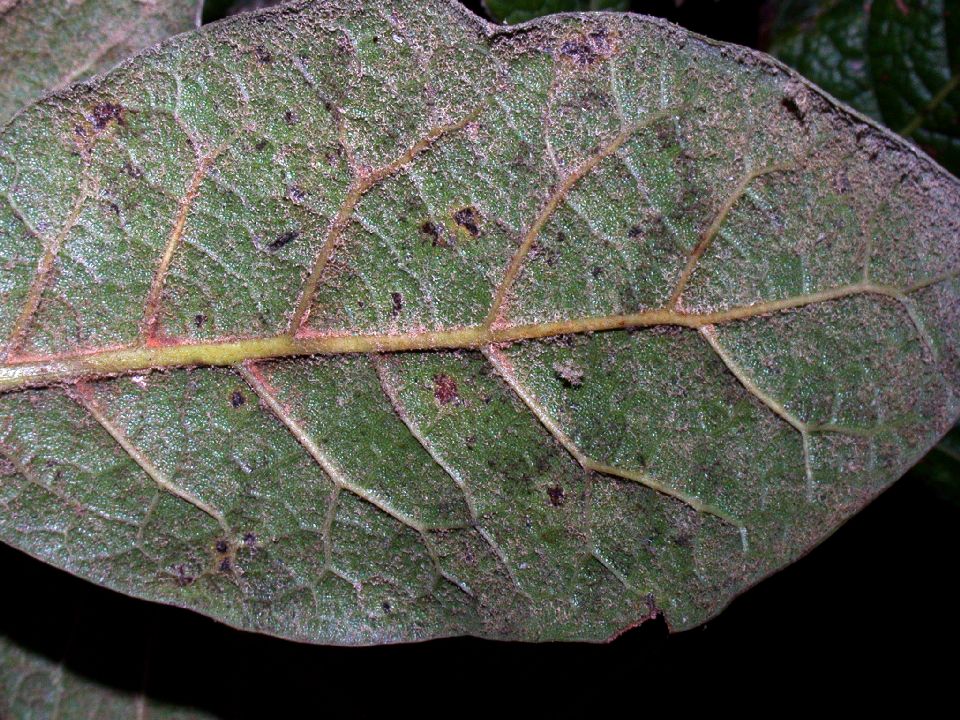Fagaceae Quercus costaricensis
