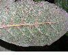 image of Quercus costaricensis