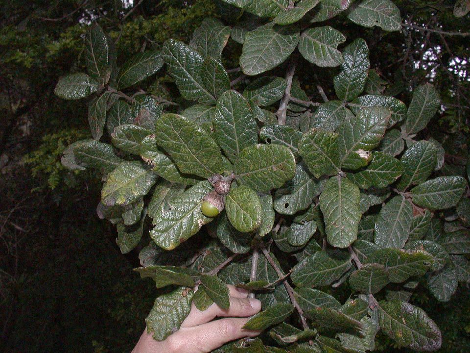 Fagaceae Quercus costaricensis