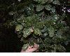 image of Quercus costaricensis
