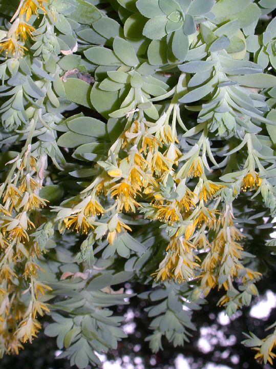 Crassulaceae Sedum 