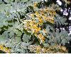 image of Sedum 