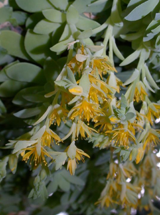 Crassulaceae Sedum 