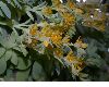 image of Sedum 