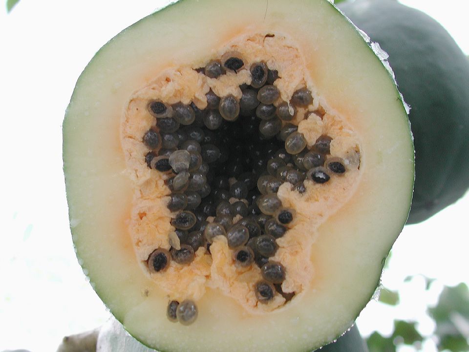 Caricaceae Carica papaya