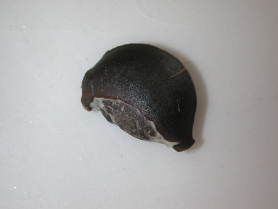 Sapotaceae Chrysophyllum cainito