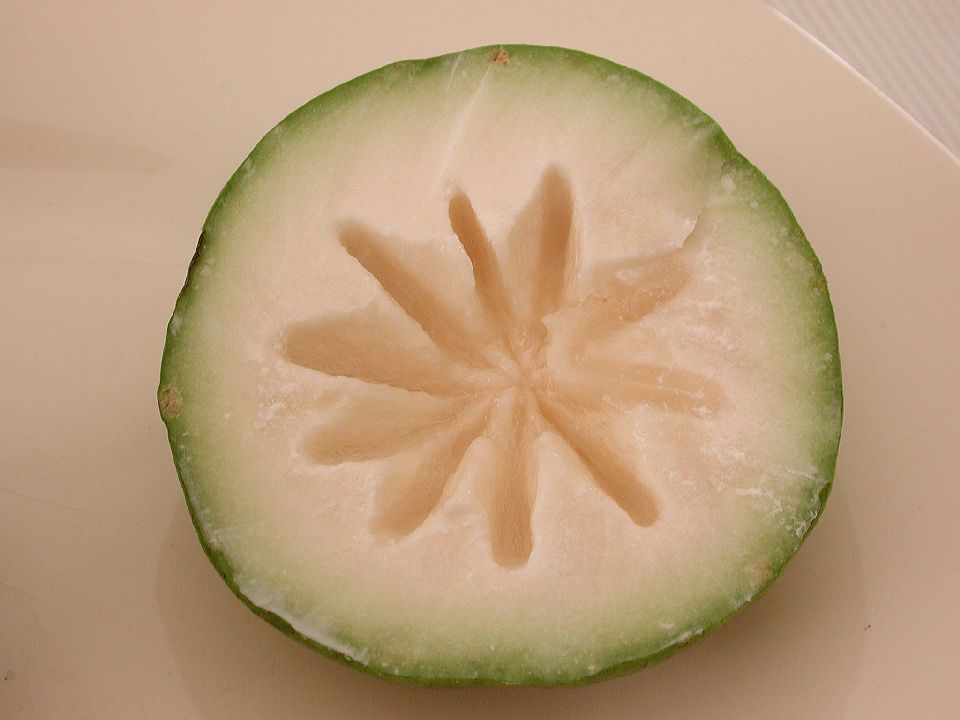 Sapotaceae Chrysophyllum cainito