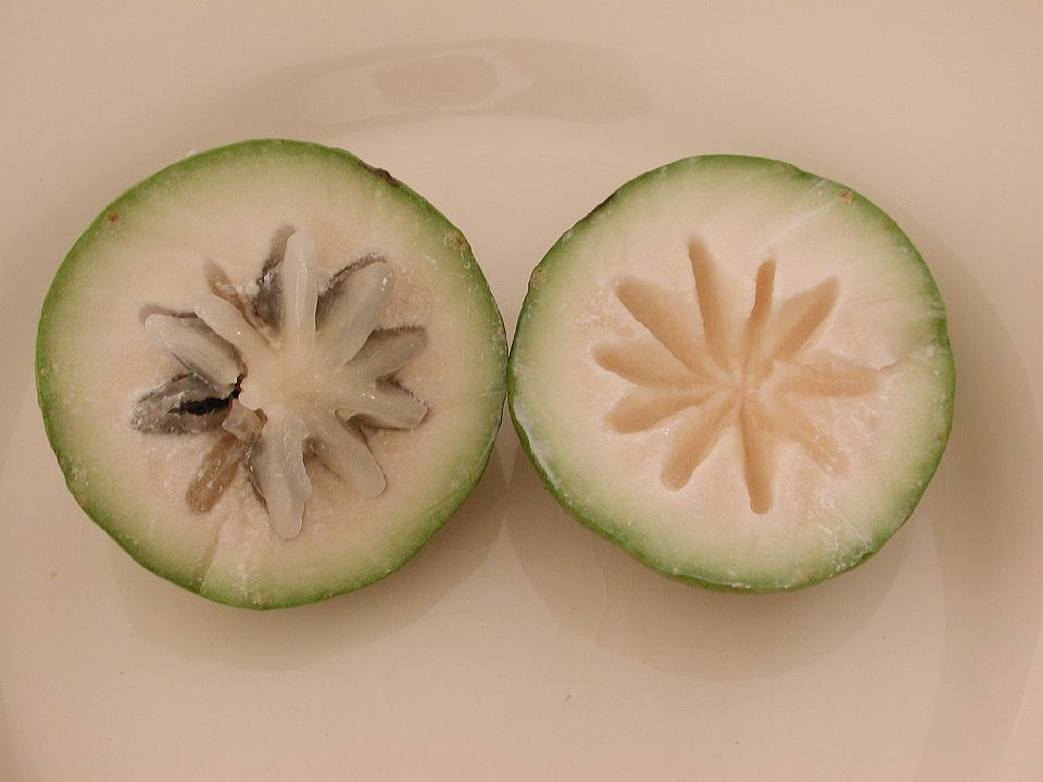 Sapotaceae Chrysophyllum cainito