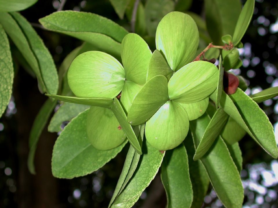 Celastraceae Hippocratea volubilis