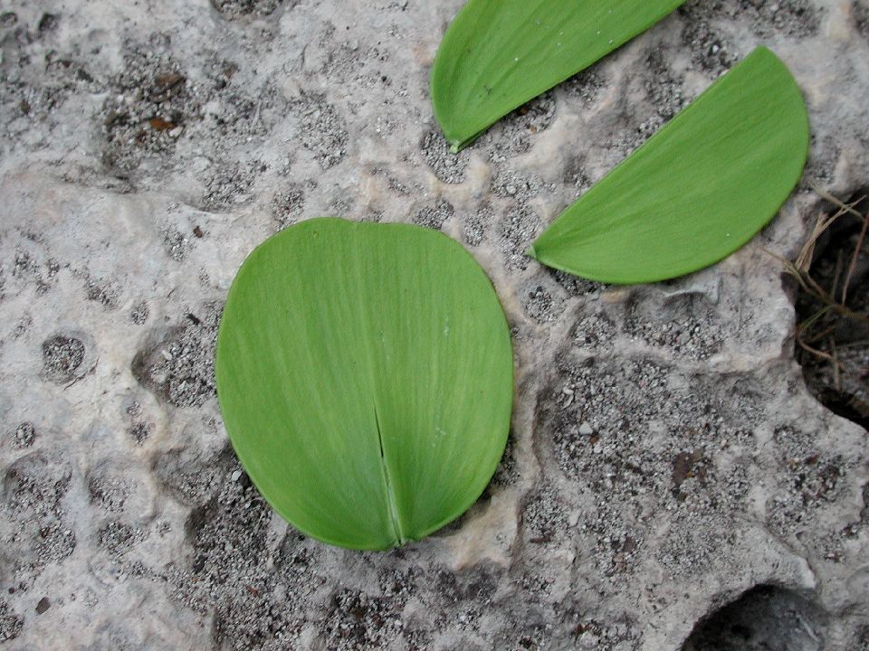 Celastraceae Hippocratea volubilis