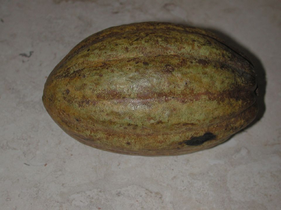 Byttneriaceae Theobroma cacao