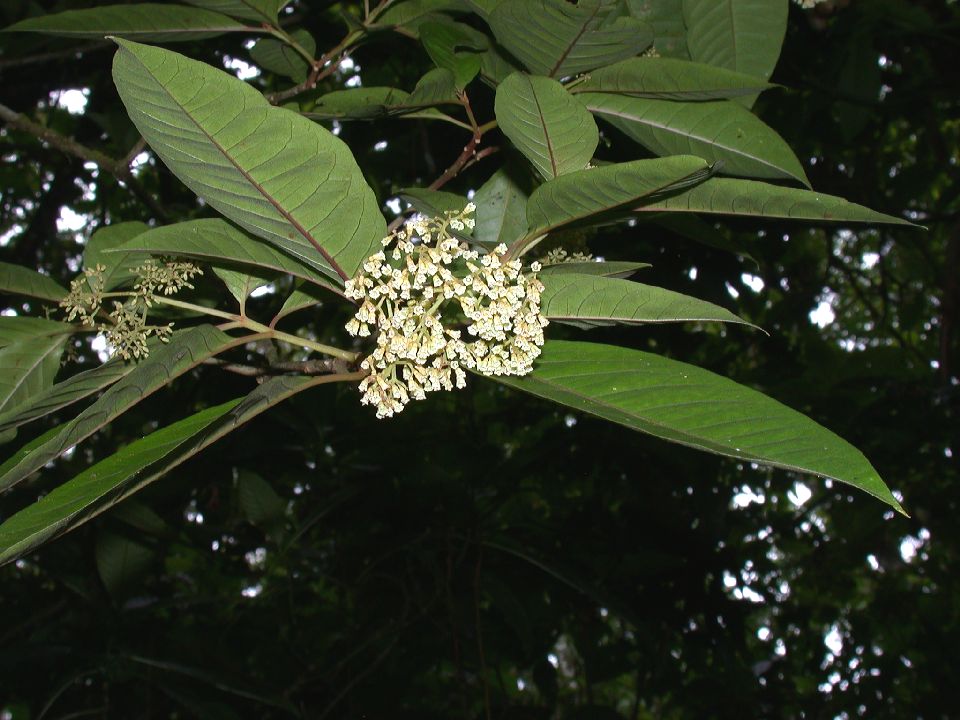 Nyctaginaceae Neea 