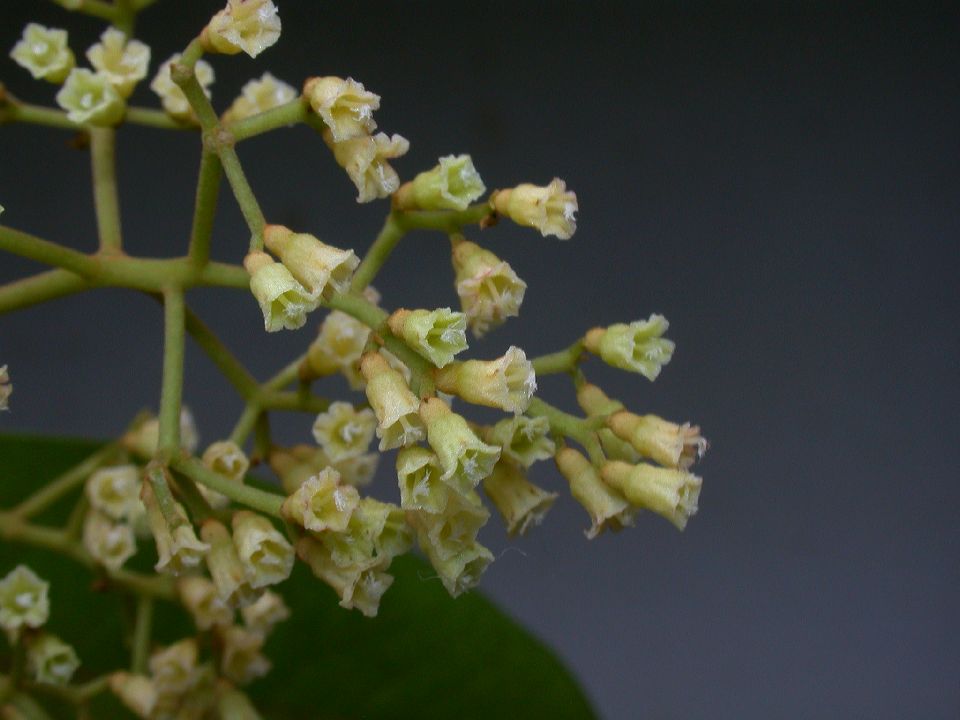 Nyctaginaceae Neea 