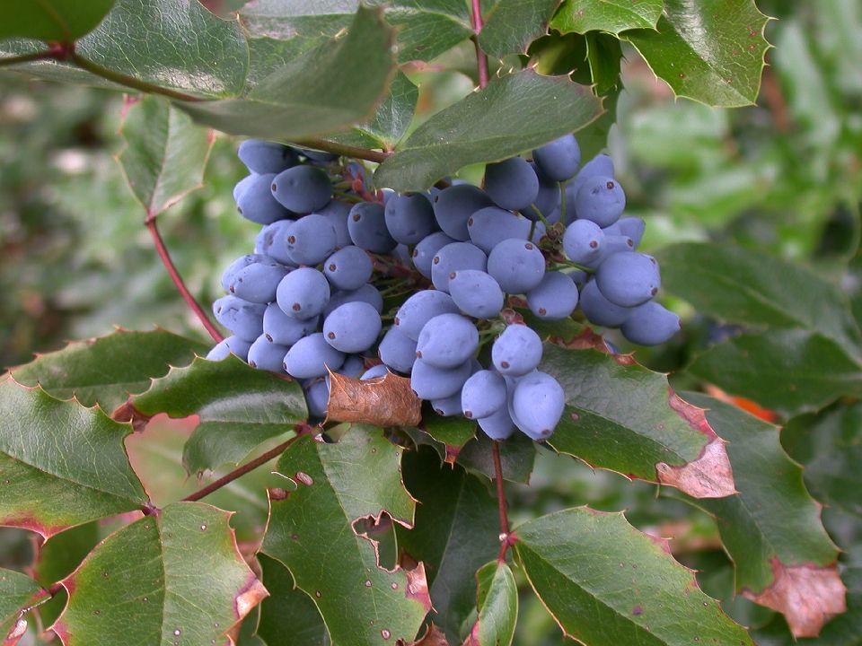 Berberidaceae Berberis 