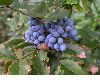 image of Berberis 