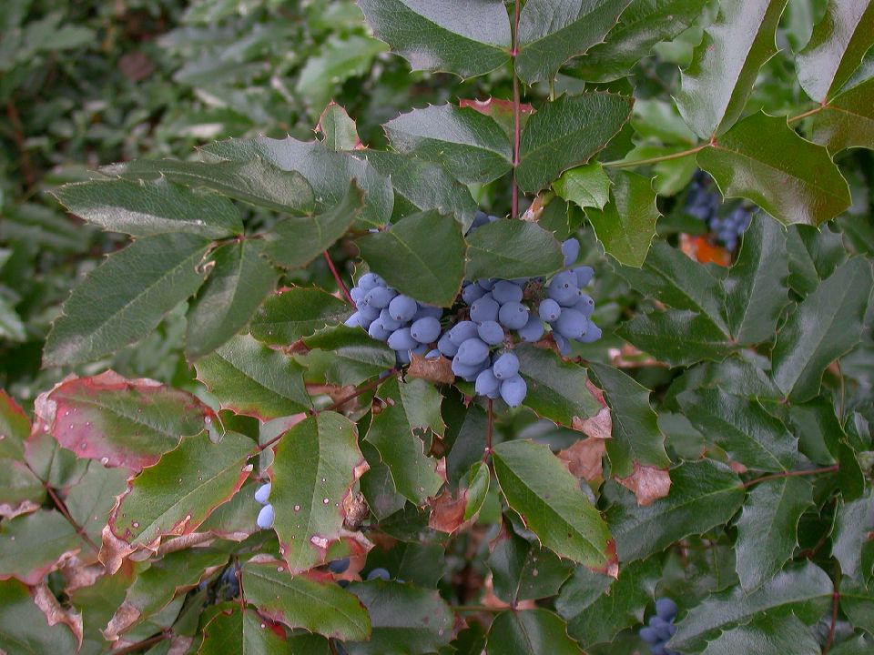 Berberidaceae Berberis 