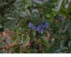 image of Berberis 
