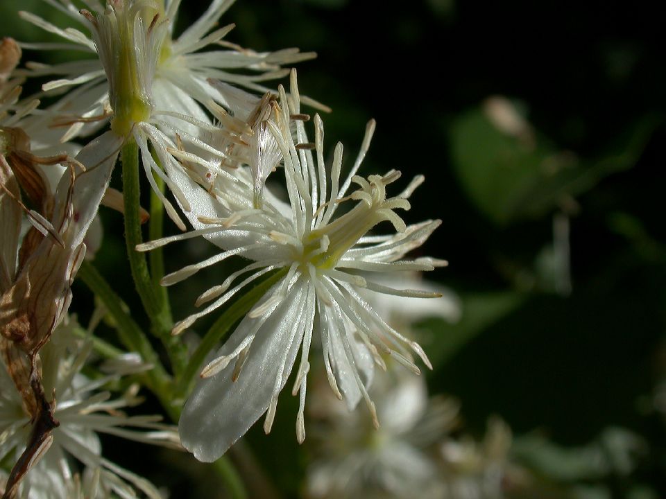 Ranunculaceae Clematis 