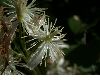 image of Clematis 