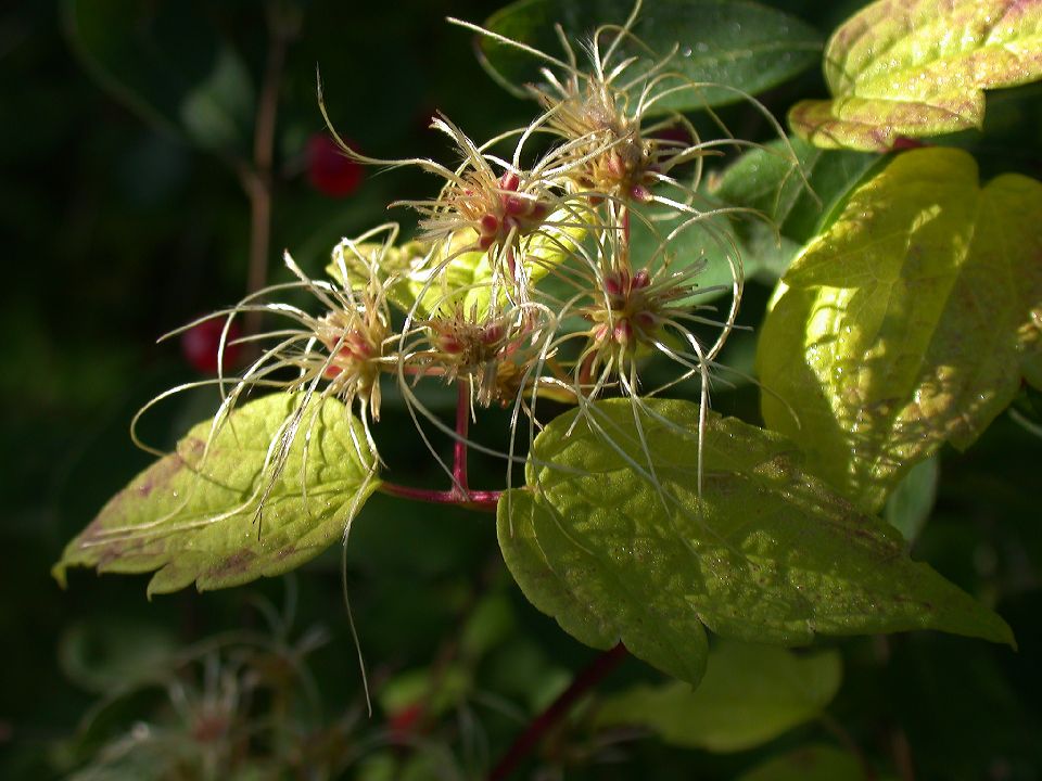 Ranunculaceae Clematis virginiana