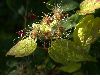 image of Clematis virginiana