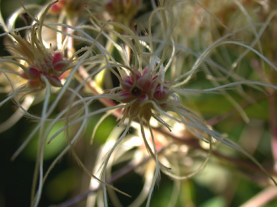 Ranunculaceae Clematis virginiana