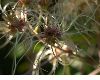 image of Clematis virginiana