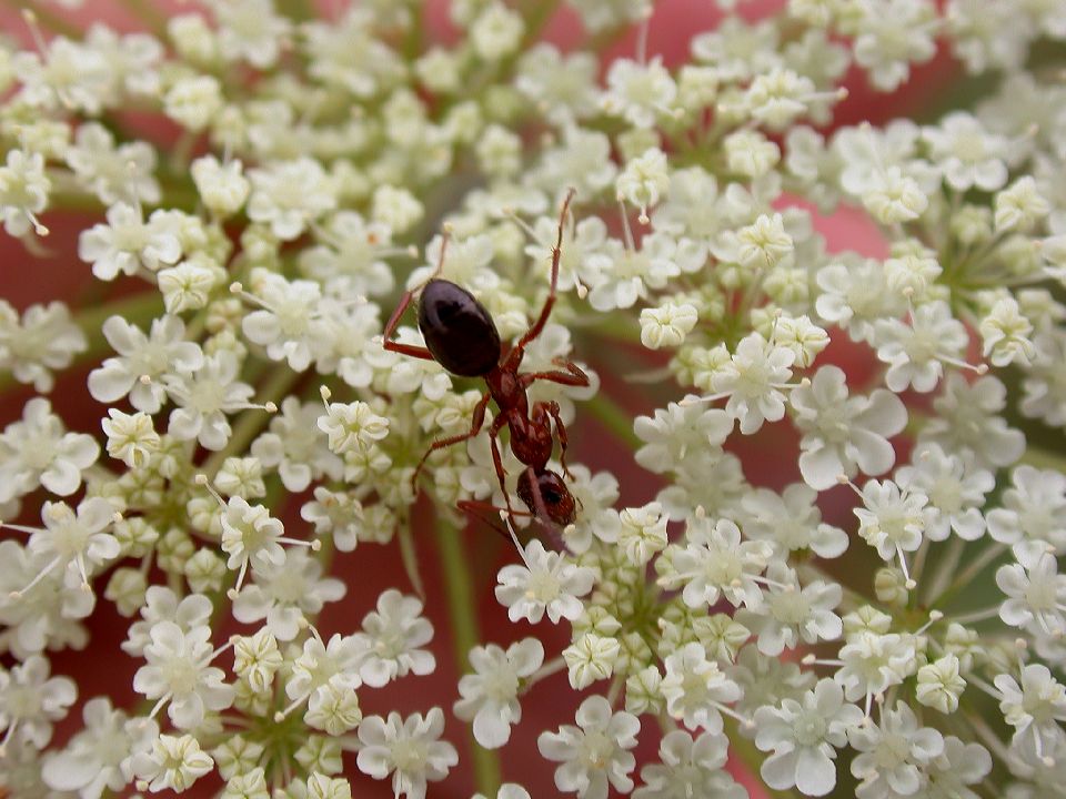 Formicidae  