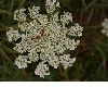 image of Daucus carota
