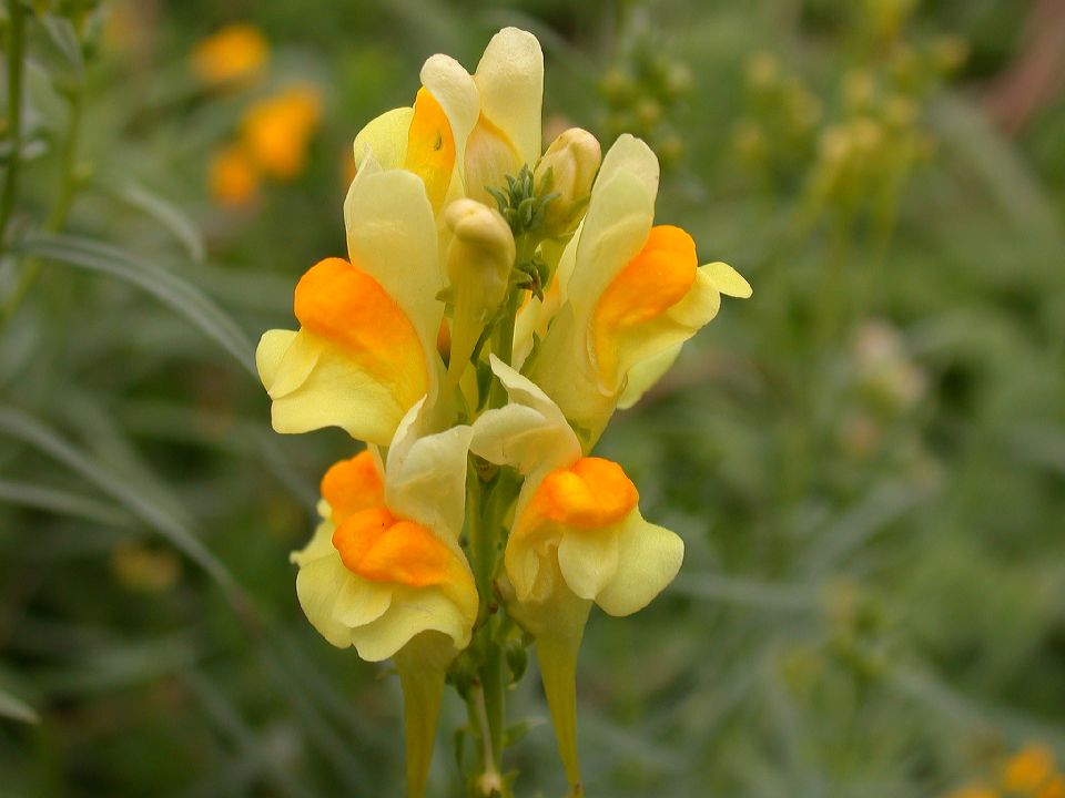 Plantaginaceae Linaria vulgaris