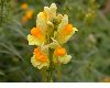 image of Linaria vulgaris