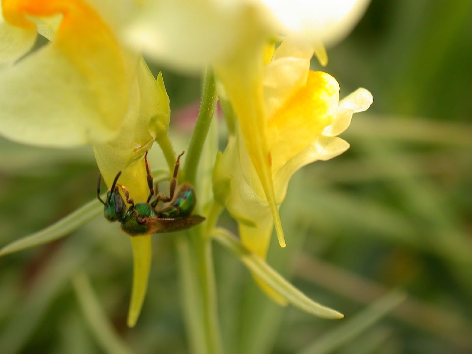 Halictidae  