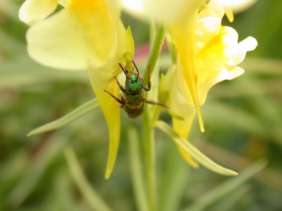 Halictidae  