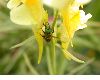 image of Linaria vulgaris